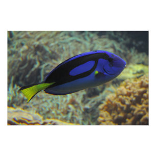 Póster Paracanthurus hepatus