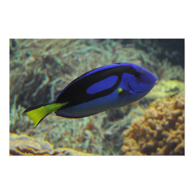 Póster Paracanthurus hepatus (Frente)