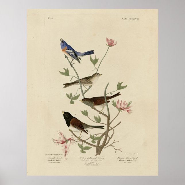 Poster Parafuso, junco, aves da Audubon (Frente)