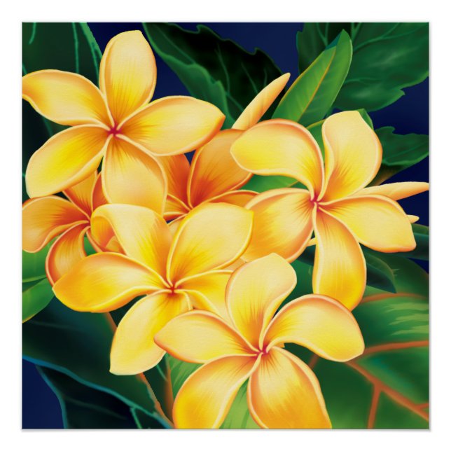 Póster Paraíso Tropical Plumeria Havaiana (Frente)