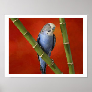 Póster parakeet