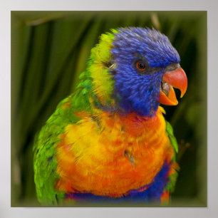 Póster Parakeet colorido
