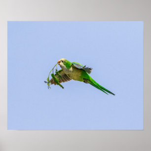 Poster Parakeet da monge 20x16 no vale do Rio Grande