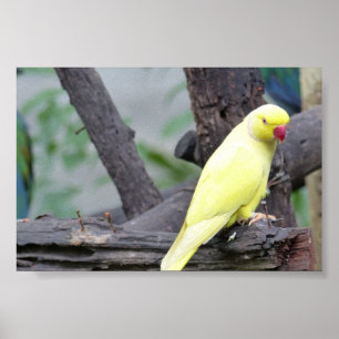 Poster Parakeet Necked do anel amarelo de Lutino em uma