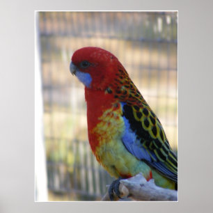 Póster Parakeet oriental de Rosella