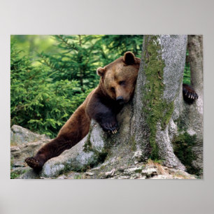 Póster PARAR CÓPIAS do resto do urso de Brown