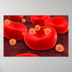 Poster Parasita de malária dentro dos glóbulos vermelho