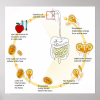 Parasita do ciclo de vida da Giardia do diagrama p