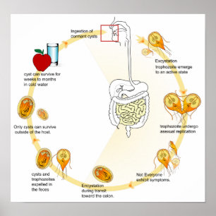 Poster Parasita do ciclo de vida do Giardia do diagrama