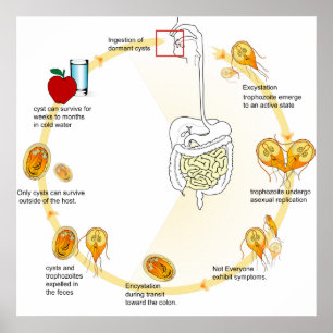 Poster Parasita do ciclo de vida do Giardia do diagrama
