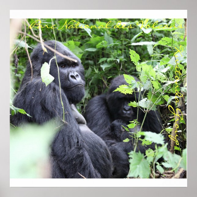 Póster Parc National des Volcans, Grupo Kwitonda (Frente)