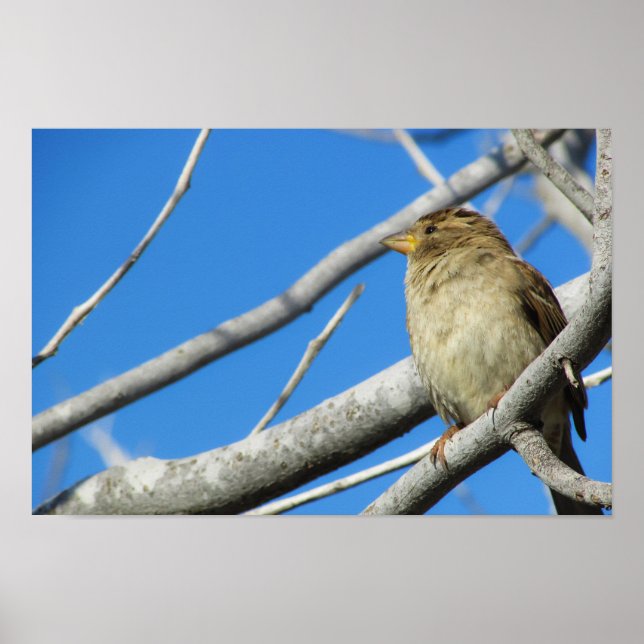 Poster Pardal (Frente)