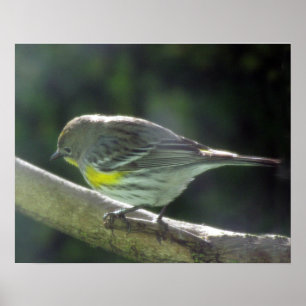 Poster - pardal amarelo de Breasted no ramo