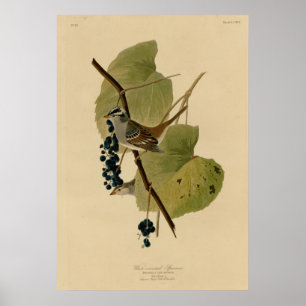 Poster Pardal coroado branco