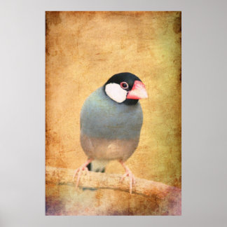 Póster Pardal-de-java