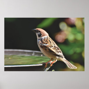 Poster Pardal que empoleira-se no Birdbath