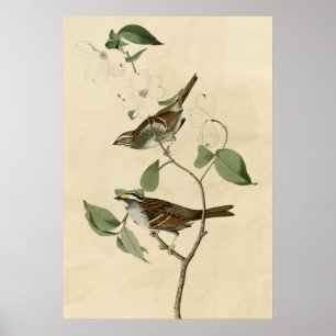 Poster Pardal throated branco
