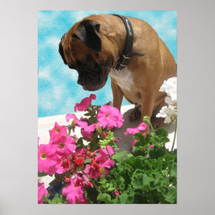 Poster Pare e cheire as flores