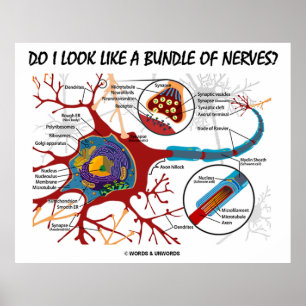 Poster Pareço Um Conjunto De Nervos? Neuron Synapse