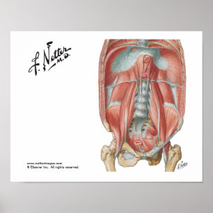 Poster Parede abdominal do Posterior