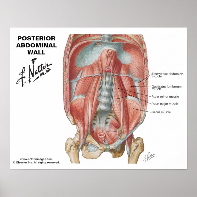 Poster Parede Abdominal Posterior do Netter - Gráfico Rot (Frente)