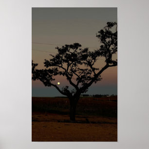 Poster Parede de Árvore Pôr do Sol Natureza Fotografia Rú