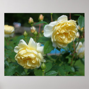 Póster Pares da flor do rosa amarelo