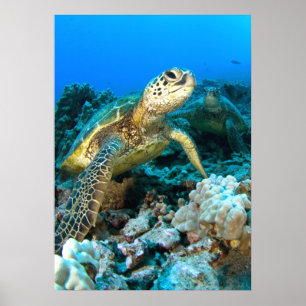 Poster Pares da tartaruga