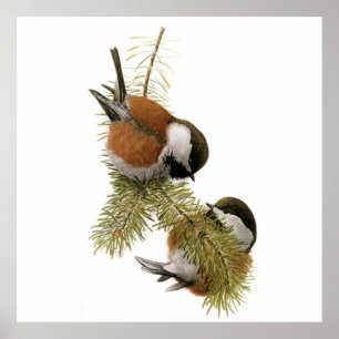 Póster Pares de Chickadee Castanha-suportado no pinheiro