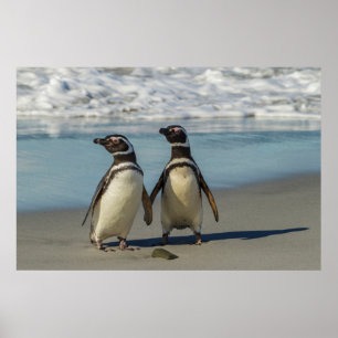 Poster Pares de pinguins na praia