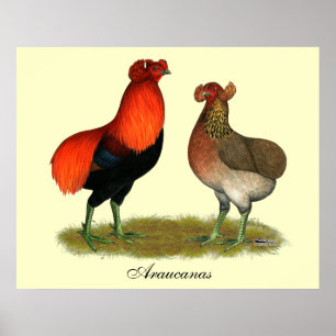Póster Pares do vermelho de Araucana
