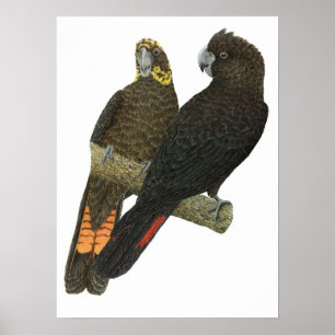 Póster Pares pretos lustrosos do Cockatoo