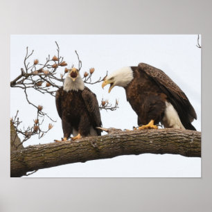 Poster Pares Vocalizing da águia americana