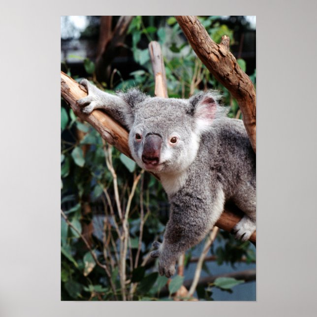 Poster Parque da Vida Selvagem de Featherdale, Koala Bear (Frente)