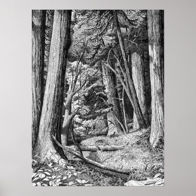 Póster parque de Redwood (Frente)