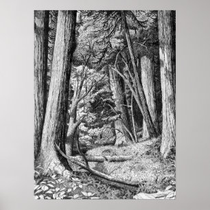 Póster Parque de Sequoia