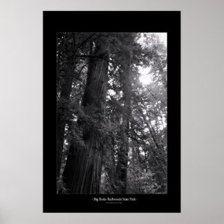 Póster Parque Estadual das Sequoias de Grande Bacia