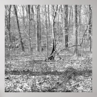 Póster Parque Estadual de Ridley Creek