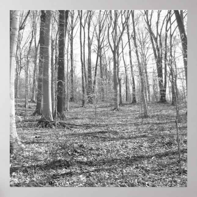 Póster Parque Estadual de Ridley Creek (Frente)