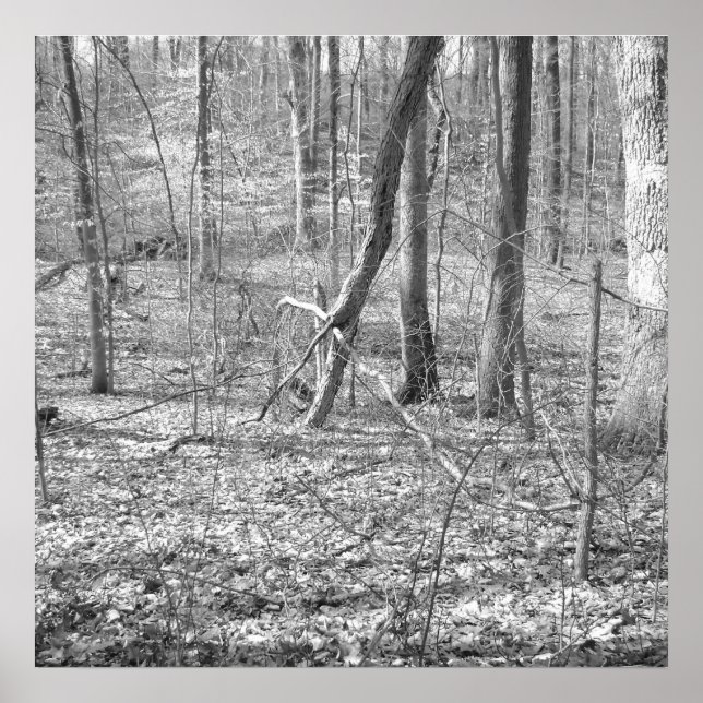 Poster Parque Estadual de Ridley Creek (Frente)