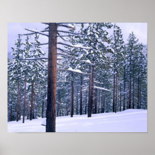 Póster PARQUE ESTADUAL DO LAGO TAHOE, NEVADA. EUA. Neve f