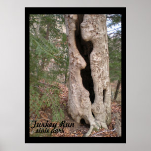 Poster Parque Estadual Turco, Árvore Hallow