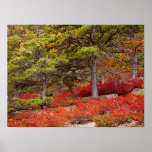 Poster Parque Nacional Acadia, Maine