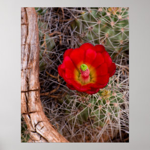 Poster Parque Nacional Capitol Reef, Cactus do Cálice Cla