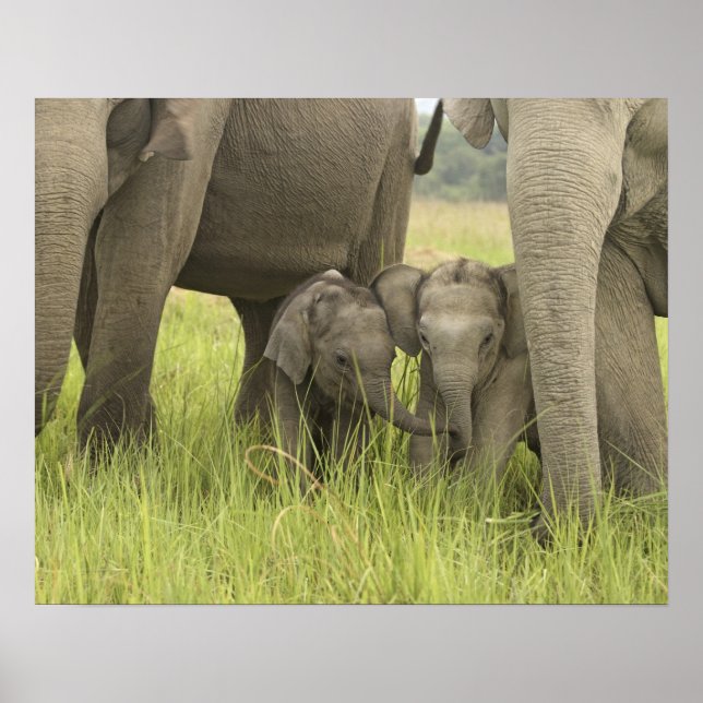 Póster Parque Nacional Corbett, Uttaranchal, Índia. (Frente)