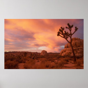 Póster Parque nacional de árvore de Joshua - nascer do