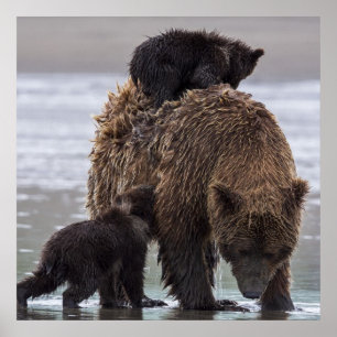 Poster Parque nacional de Clark do lago bear de Brown  