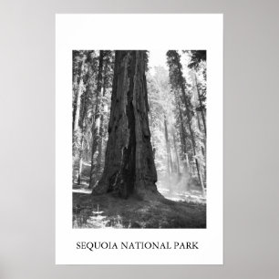 Poster Parque nacional de sequóia