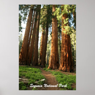 Póster Parque nacional de sequóia