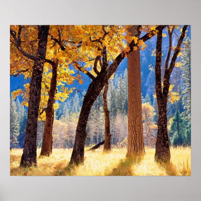 Póster Parque Nacional de Yosemite (Frente)